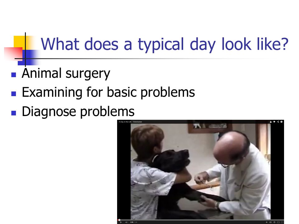 What does a typical day look like Animal surgery Examining for basic problems Diagnose problems