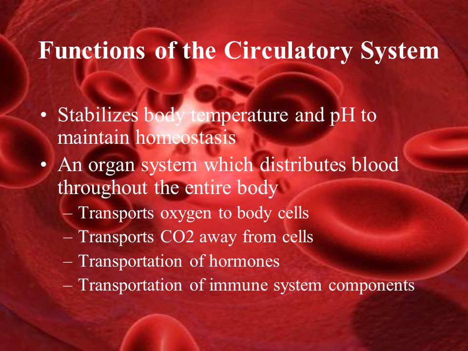 Functions of the Circulatory System Stabilizes body temperature and pH to maintain homeostasis An organ system which distributes blood throughout the entire body –Transports oxygen to body cells –Transports CO2 away from cells –Transportation of hormones –Transportation of immune system components