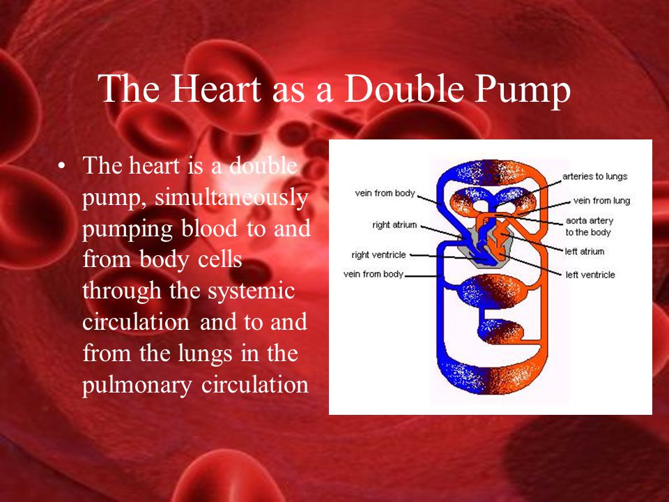 The Heart as a Double Pump The heart is a double pump, simultaneously pumping blood to and from body cells through the systemic circulation and to and from the lungs in the pulmonary circulation