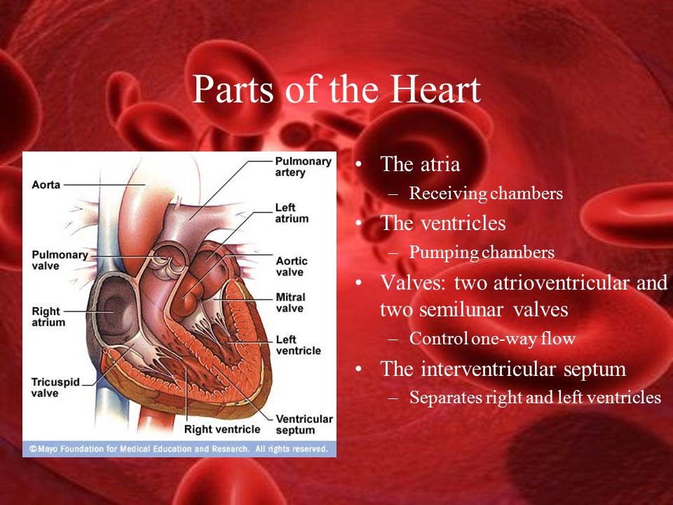 Parts of the Heart The atria –Receiving chambers The ventricles –Pumping chambers Valves: two atrioventricular and two semilunar valves –Control one-way flow The interventricular septum –Separates right and left ventricles