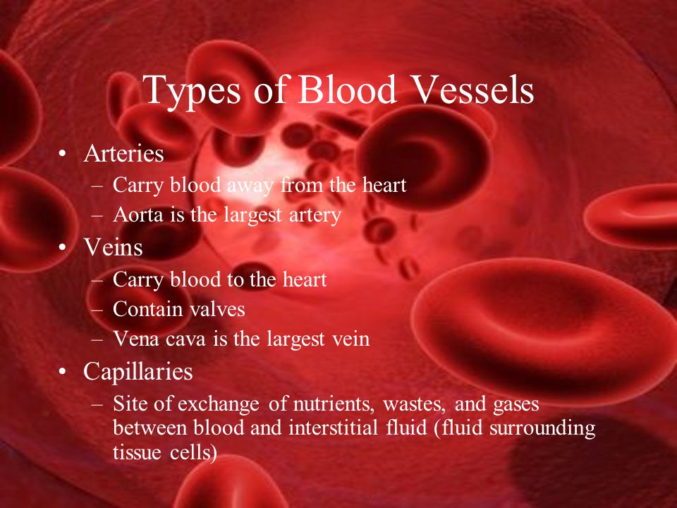 Types of Blood Vessels Arteries –Carry blood away from the heart –Aorta is the largest artery Veins –Carry blood to the heart –Contain valves –Vena cava is the largest vein Capillaries –Site of exchange of nutrients, wastes, and gases between blood and interstitial fluid (fluid surrounding tissue cells)