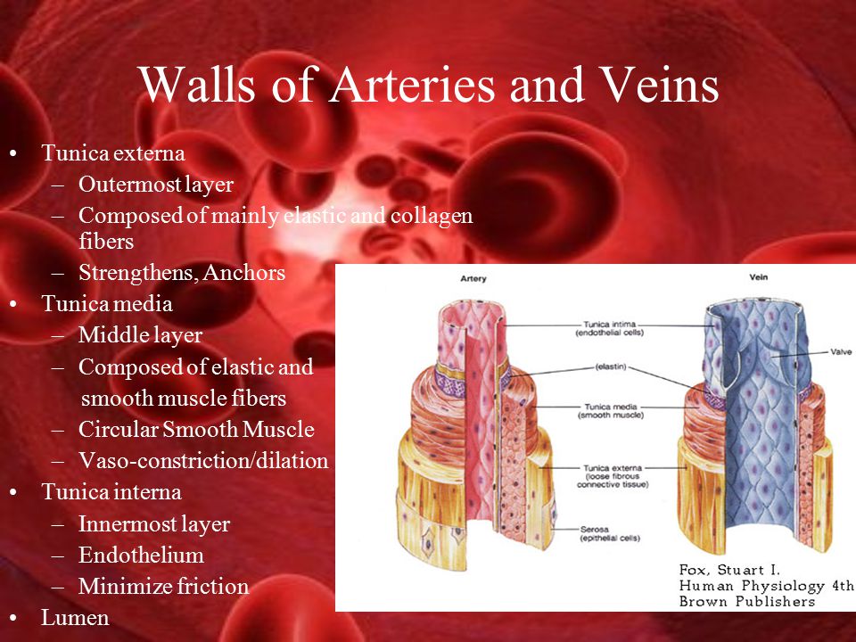 Walls of Arteries and Veins Tunica externa –Outermost layer –Composed of mainly elastic and collagen fibers –Strengthens, Anchors Tunica media –Middle layer –Composed of elastic and smooth muscle fibers –Circular Smooth Muscle –Vaso-constriction/dilation Tunica interna –Innermost layer –Endothelium –Minimize friction Lumen
