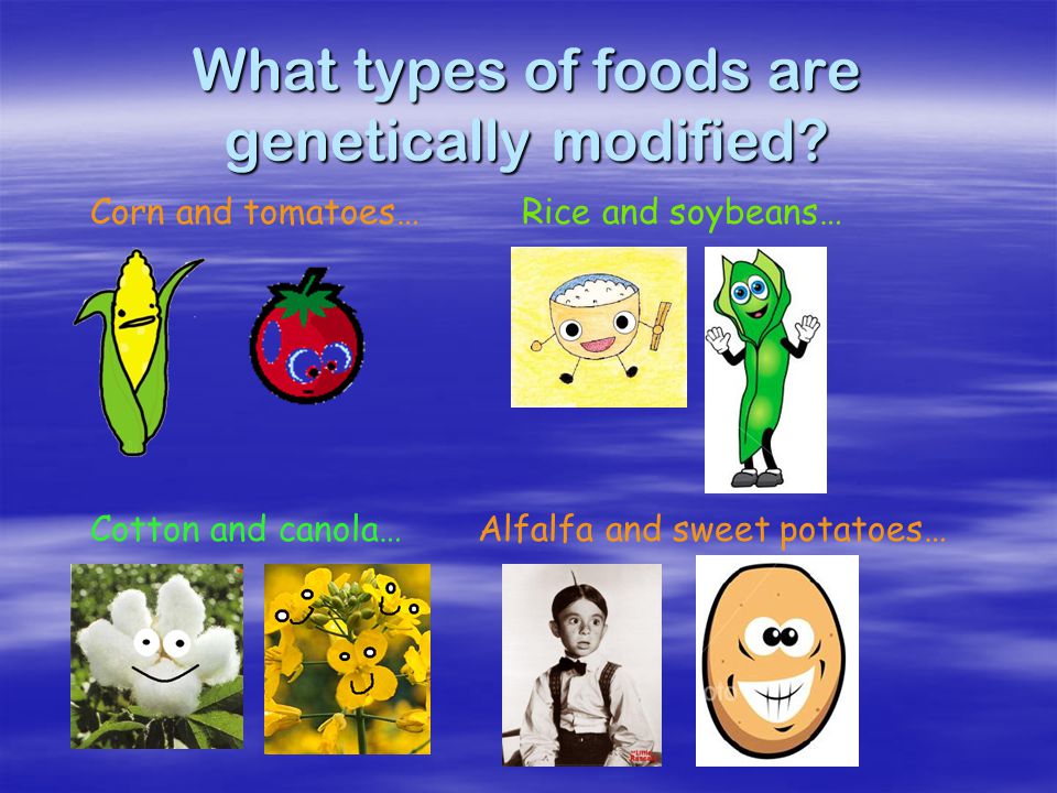 Why have bioengineers developed genetically modified foods (GMF).