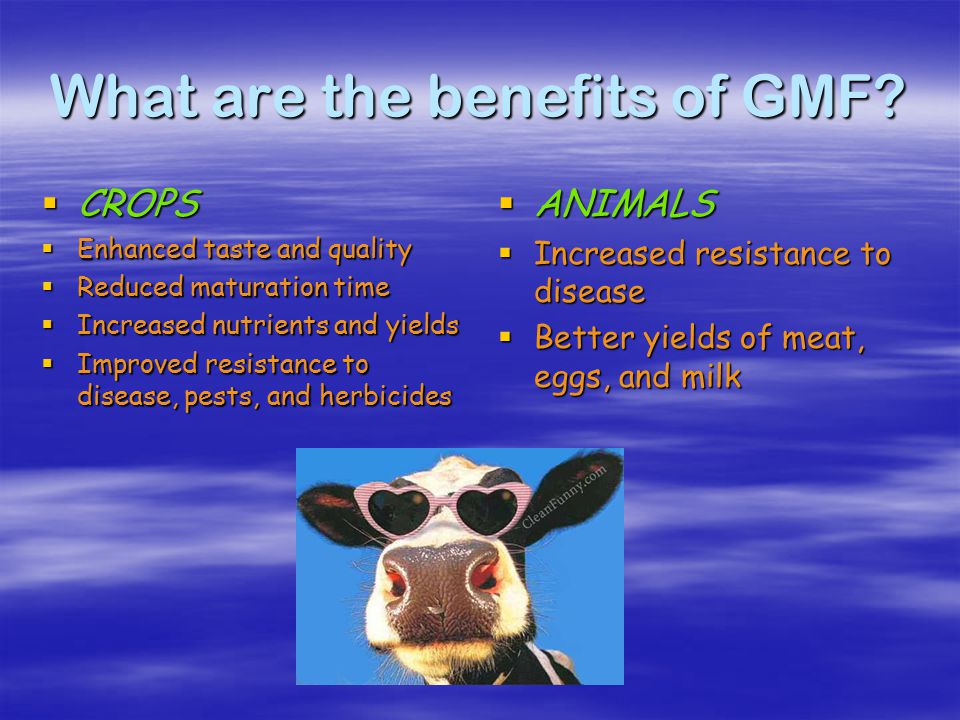 What types of foods are genetically modified.