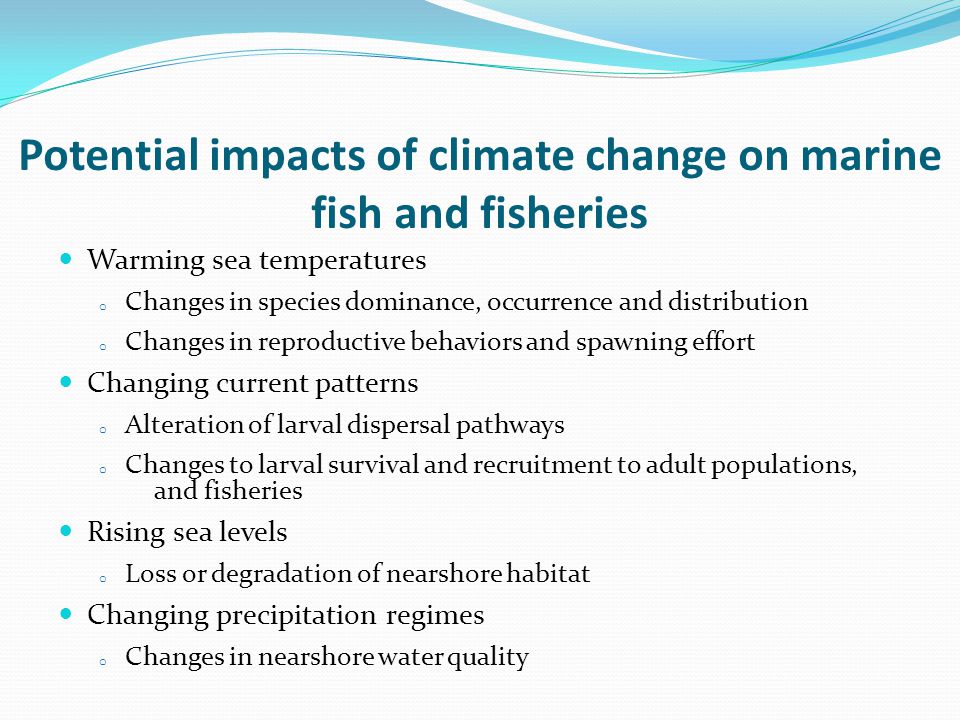 Potential impacts of climate change on marine fish and fisheries Warming sea temperatures o Changes in species dominance, occurrence and distribution o Changes in reproductive behaviors and spawning effort Changing current patterns o Alteration of larval dispersal pathways o Changes to larval survival and recruitment to adult populations, and fisheries Rising sea levels o Loss or degradation of nearshore habitat Changing precipitation regimes o Changes in nearshore water quality