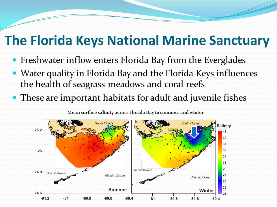 The Florida Keys National Marine Sanctuary Freshwater inflow enters Florida Bay from the Everglades Water quality in Florida Bay and the Florida Keys influences the health of seagrass meadows and coral reefs These are important habitats for adult and juvenile fishes Mean surface salinity across Florida Bay in summer, and winter
