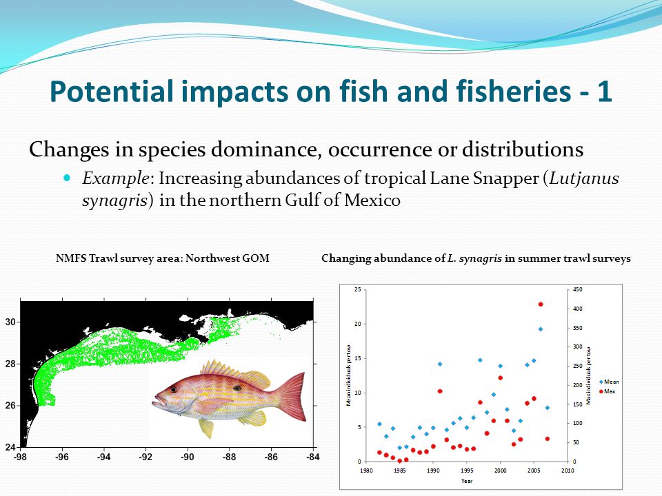 Potential impacts on fish and fisheries - 1 Changes in species dominance, occurrence or distributions Example: Increasing abundances of tropical Lane Snapper (Lutjanus synagris) in the northern Gulf of Mexico NMFS Trawl survey area: Northwest GOMChanging abundance of L.