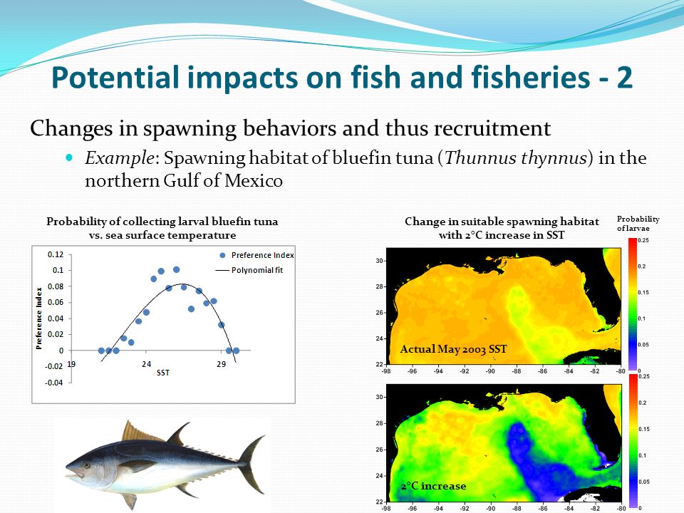 Potential impacts on fish and fisheries - 2 Changes in spawning behaviors and thus recruitment Example: Spawning habitat of bluefin tuna (Thunnus thynnus) in the northern Gulf of Mexico Probability of collecting larval bluefin tuna vs.