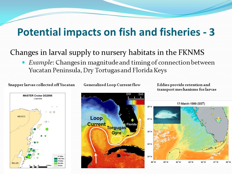 Potential impacts on fish and fisheries - 3 Changes in larval supply to nursery habitats in the FKNMS Example: Changes in magnitude and timing of connection between Yucatan Peninsula, Dry Tortugas and Florida Keys Snapper larvae collected off YucatanGeneralized Loop Current flowEddies provide retention and transport mechanisms for larvae