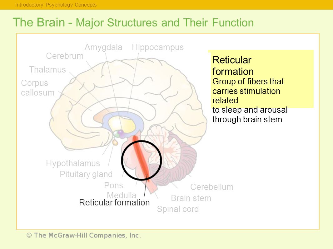 Introductory Psychology Concepts The Brain - Major Structures and Their Function Reticular formation Group of fibers that carries stimulation related to sleep and arousal through brain stem Thalamus Corpus callosum Hypothalamus Pituitary gland Pons Medulla Reticular formation Spinal cord Brain stem Cerebellum Cerebrum AmygdalaHippocampus