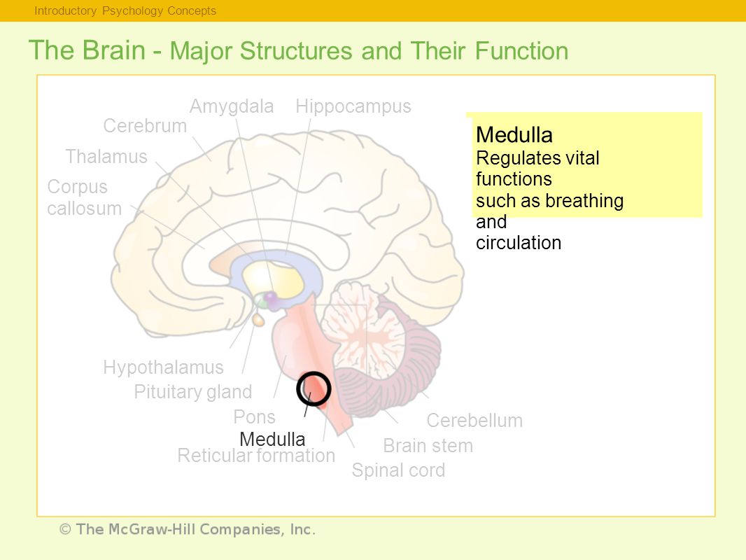 Introductory Psychology Concepts The Brain - Major Structures and Their Function Medulla Regulates vital functions such as breathing and circulation Thalamus Corpus callosum Hypothalamus Pituitary gland Pons Medulla Reticular formation Spinal cord Brain stem Cerebellum Cerebrum AmygdalaHippocampus