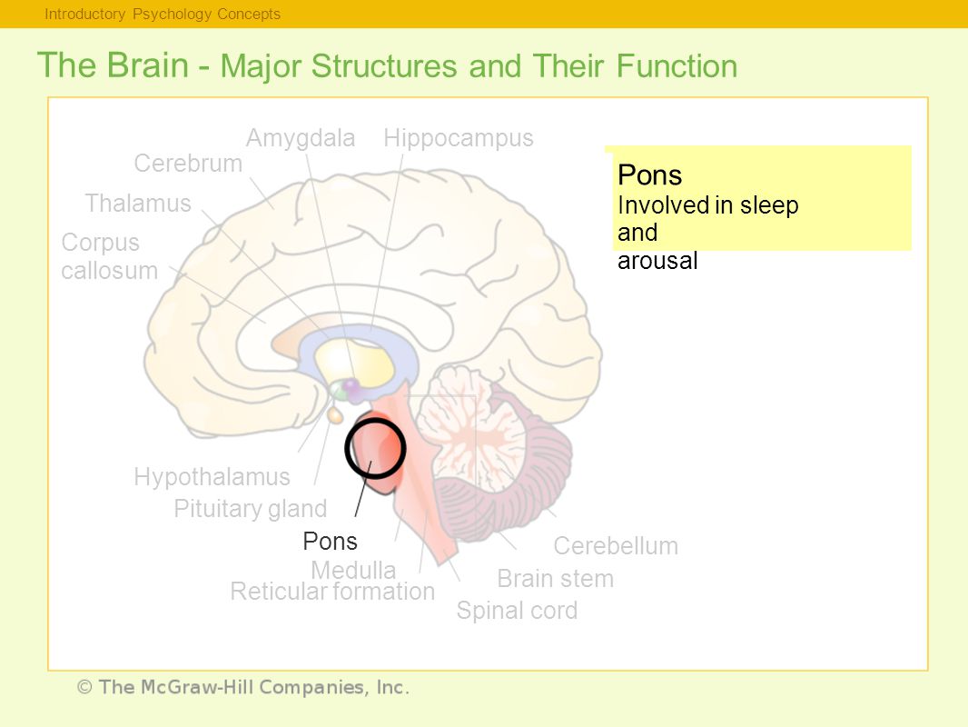 Introductory Psychology Concepts The Brain - Major Structures and Their Function Pons Involved in sleep and arousal Thalamus Corpus callosum Hypothalamus Pituitary gland Pons Medulla Reticular formation Spinal cord Brain stem Cerebellum Cerebrum AmygdalaHippocampus
