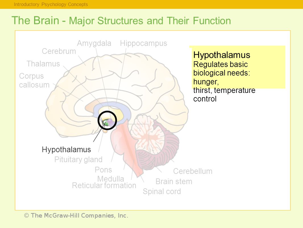 Introductory Psychology Concepts The Brain - Major Structures and Their Function Hypothalamus Regulates basic biological needs: hunger, thirst, temperature control Thalamus Corpus callosum Hypothalamus Pituitary gland Pons Medulla Reticular formation Spinal cord Brain stem Cerebellum Cerebrum AmygdalaHippocampus