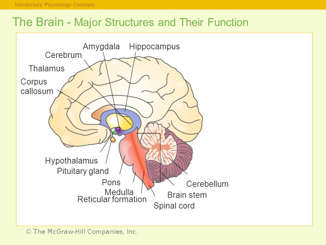 Introductory Psychology Concepts The Brain - Major Structures and Their Function Thalamus Corpus callosum Hypothalamus Pituitary gland Pons Medulla Reticular formation Spinal cord Brain stem Cerebellum Cerebrum AmygdalaHippocampus