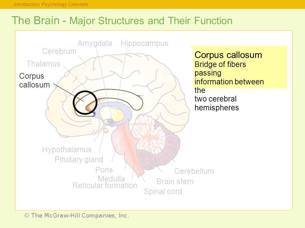 Introductory Psychology Concepts The Brain - Major Structures and Their Function Corpus callosum Bridge of fibers passing information between the two cerebral hemispheres Cerebellum Thalamus Corpus callosum Hypothalamus Pituitary gland Pons Medulla Reticular formation Spinal cord Brain stem Cerebrum AmygdalaHippocampus