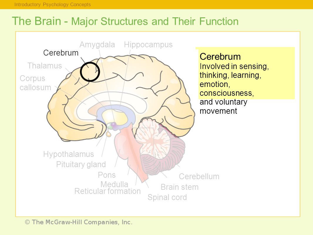 Introductory Psychology Concepts The Brain - Major Structures and Their Function Cerebrum Involved in sensing, thinking, learning, emotion, consciousness, and voluntary movement Thalamus Corpus callosum Hypothalamus Pituitary gland Pons Medulla Reticular formation Spinal cord Brain stem Cerebellum Cerebrum AmygdalaHippocampus