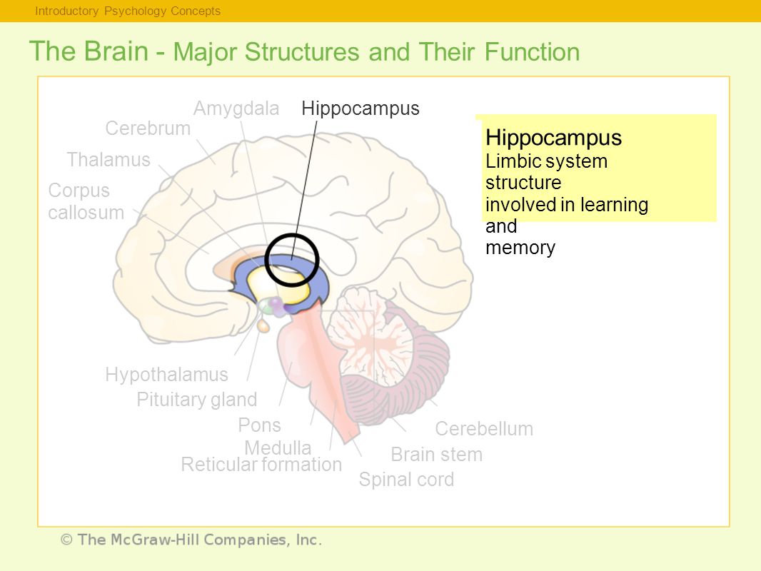 Introductory Psychology Concepts The Brain - Major Structures and Their Function Hippocampus Limbic system structure involved in learning and memory Thalamus Corpus callosum Hypothalamus Pituitary gland Pons Medulla Reticular formation Spinal cord Brain stem Cerebellum Cerebrum AmygdalaHippocampus