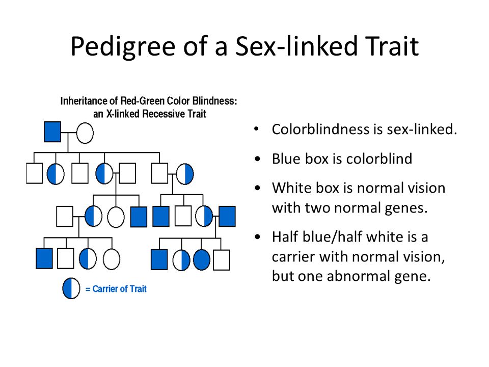 Printables Multiple Alleles Worksheet multiple alleles worksheet blood types type human ge ics there are more than two possible