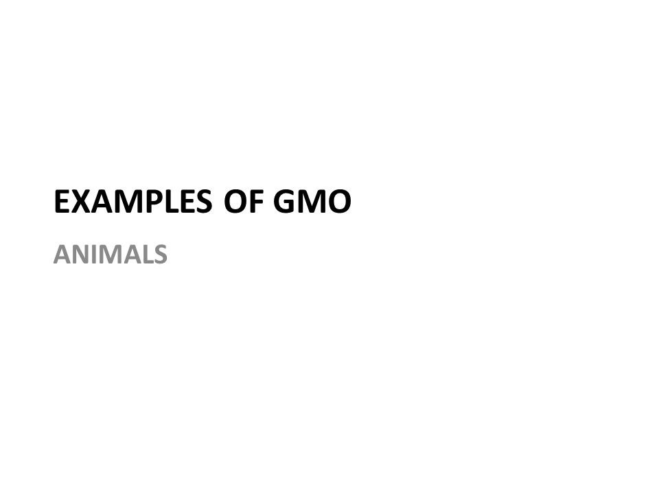 EXAMPLES OF GMO ANIMALS