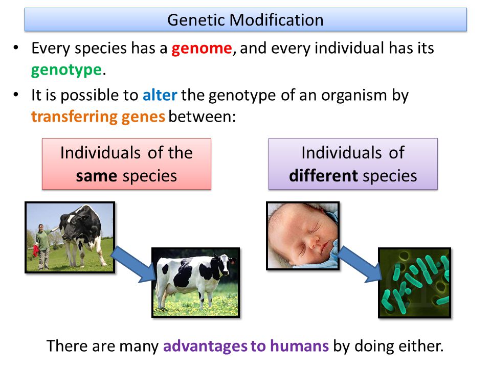 Genetic Modification Every species has a genome, and every individual has its genotype.