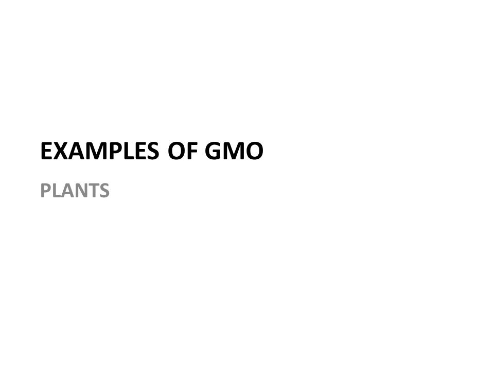EXAMPLES OF GMO PLANTS