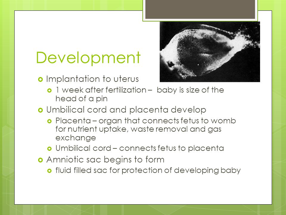 Development  Implantation to uterus  1 week after fertilization – baby is size of the head of a pin  Umbilical cord and placenta develop  Placenta – organ that connects fetus to womb for nutrient uptake, waste removal and gas exchange  Umbilical cord – connects fetus to placenta  Amniotic sac begins to form  fluid filled sac for protection of developing baby