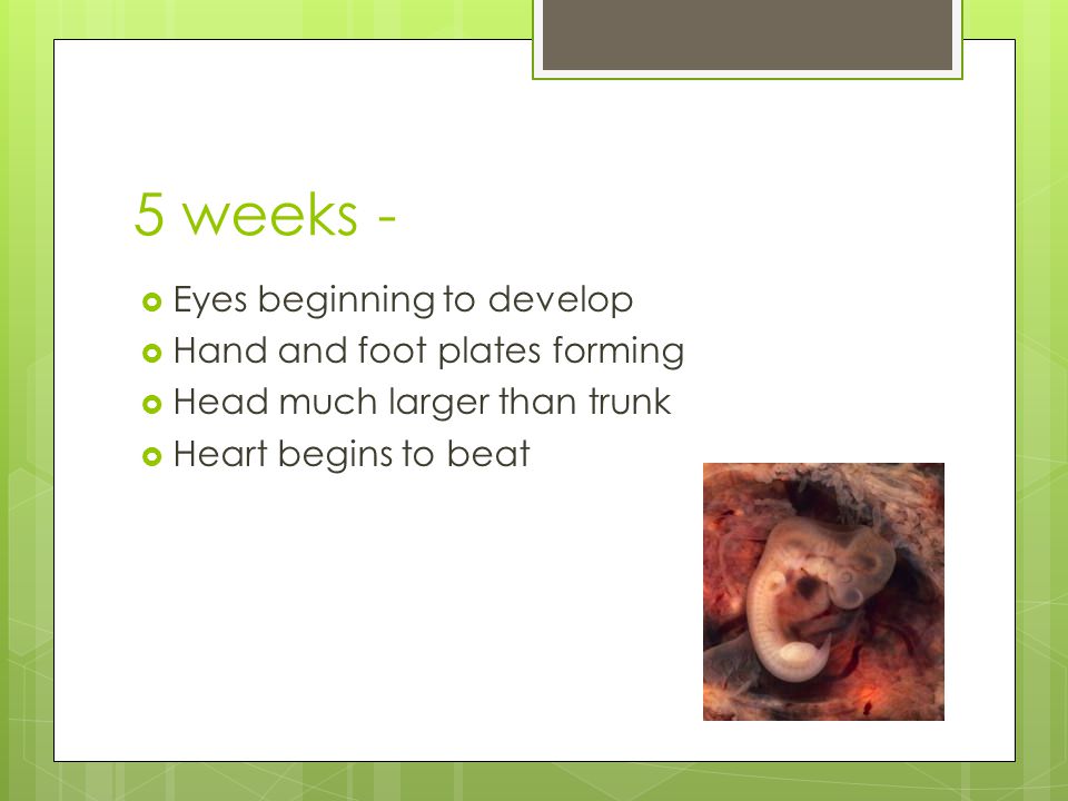 5 weeks -  Eyes beginning to develop  Hand and foot plates forming  Head much larger than trunk  Heart begins to beat
