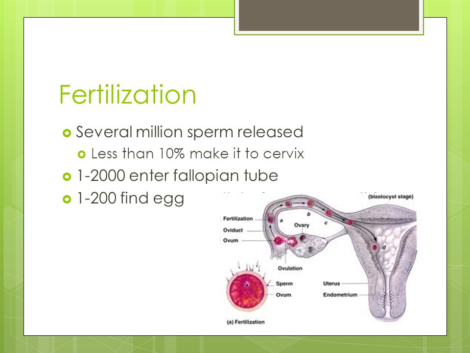Fertilization  Several million sperm released  Less than 10% make it to cervix  enter fallopian tube  find egg