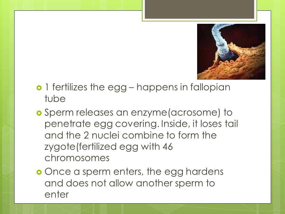  1 fertilizes the egg – happens in fallopian tube  Sperm releases an enzyme(acrosome) to penetrate egg covering.