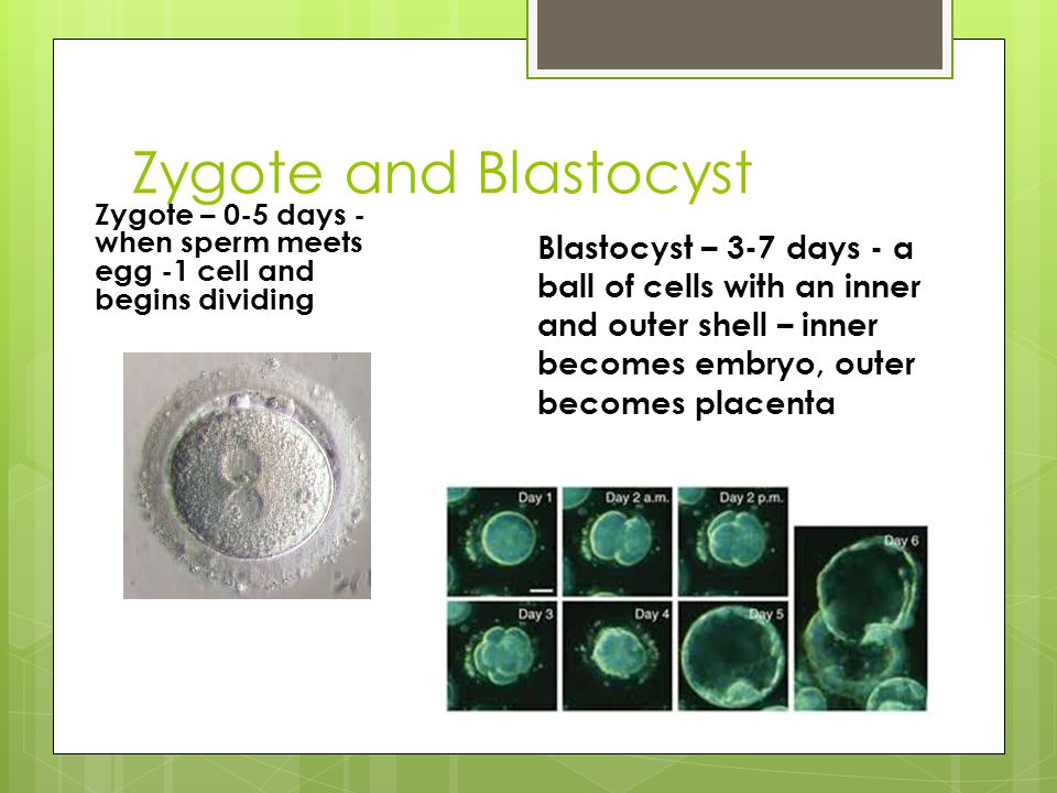 Zygote and Blastocyst Zygote – 0-5 days - when sperm meets egg -1 cell and begins dividing Blastocyst – 3-7 days - a ball of cells with an inner and outer shell – inner becomes embryo, outer becomes placenta