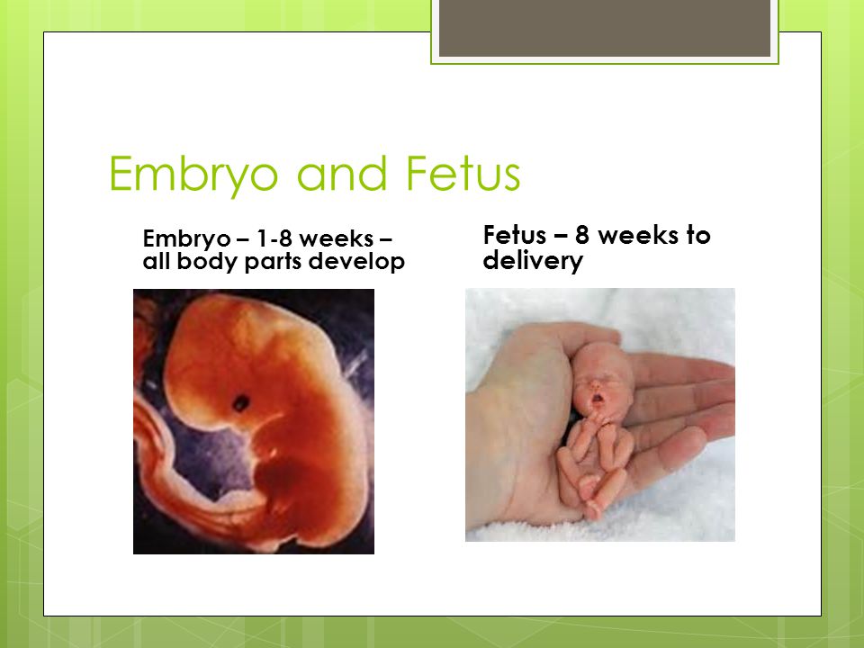 Embryo and Fetus Embryo – 1-8 weeks – all body parts develop Fetus – 8 weeks to delivery