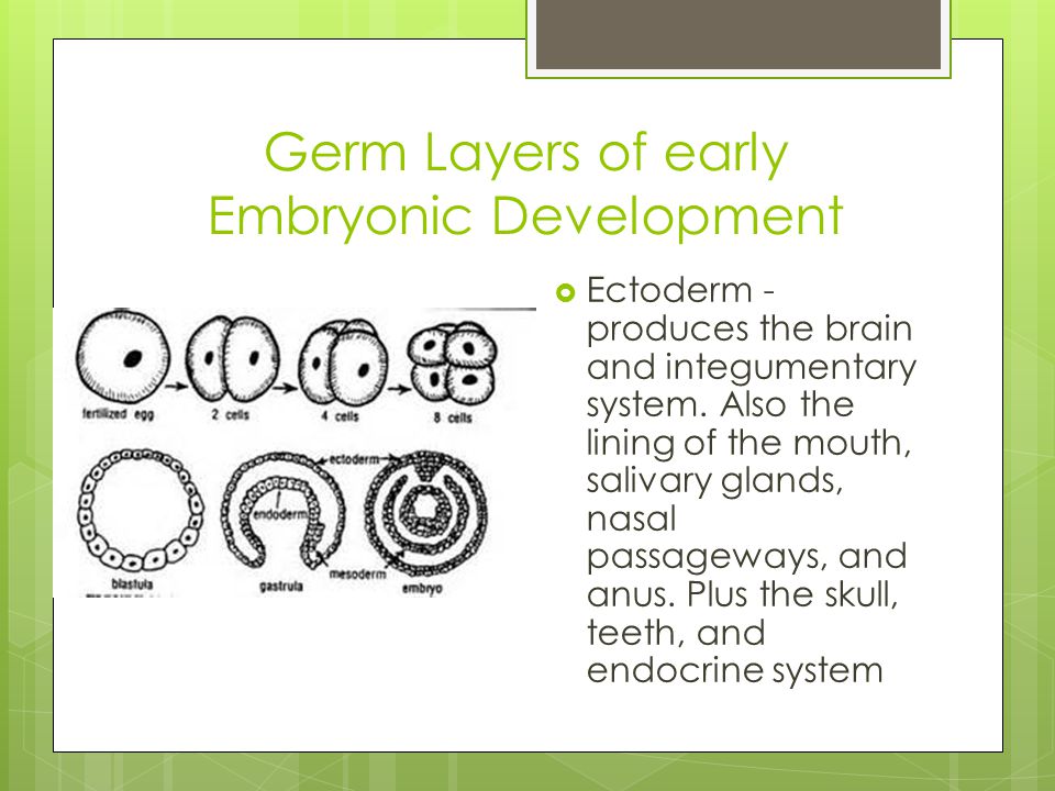 Germ Layers of early Embryonic Development  Ectoderm - produces the brain and integumentary system.