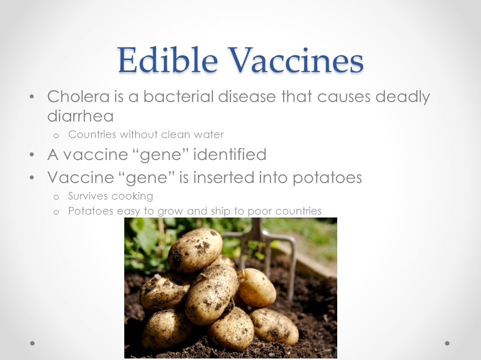 Edible Vaccines Cholera is a bacterial disease that causes deadly diarrhea o Countries without clean water A vaccine gene identified Vaccine gene is inserted into potatoes o Survives cooking o Potatoes easy to grow and ship to poor countries