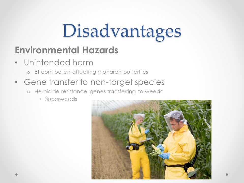 Disadvantages Environmental Hazards Unintended harm o Bt corn pollen affecting monarch butterflies Gene transfer to non-target species o Herbicide-resistance genes transferring to weeds Superweeds