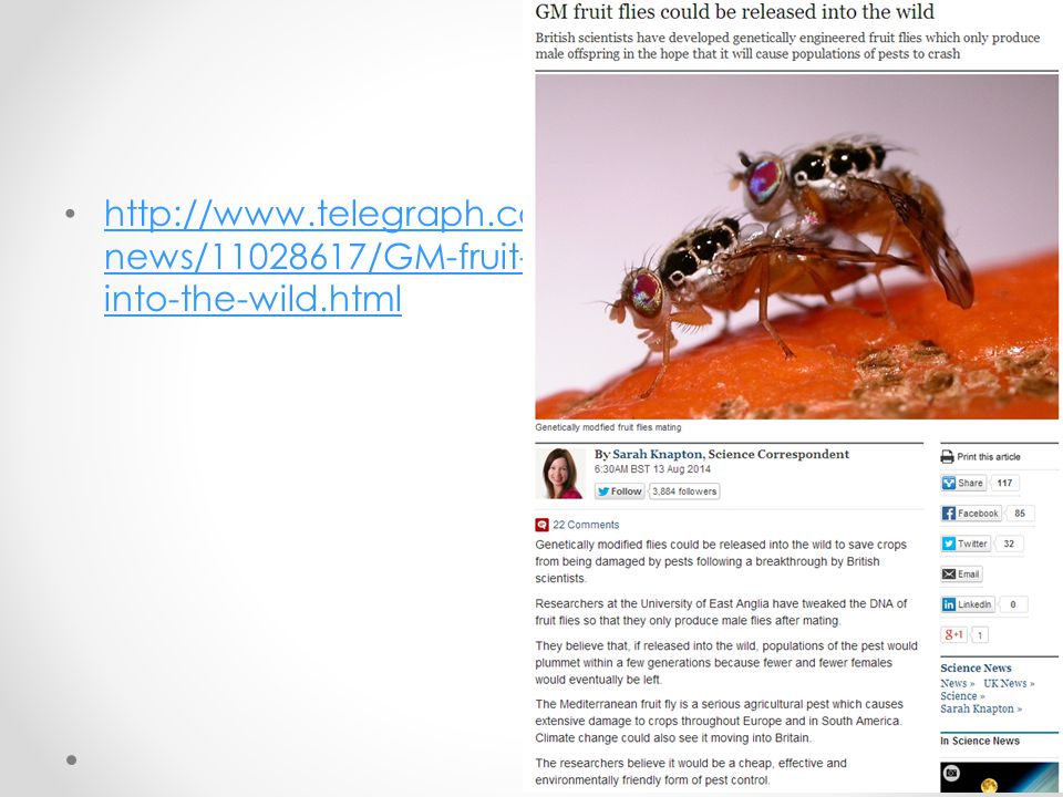 news/ /GM-fruit-flies-could-be-released- into-the-wild.html   news/ /GM-fruit-flies-could-be-released- into-the-wild.html