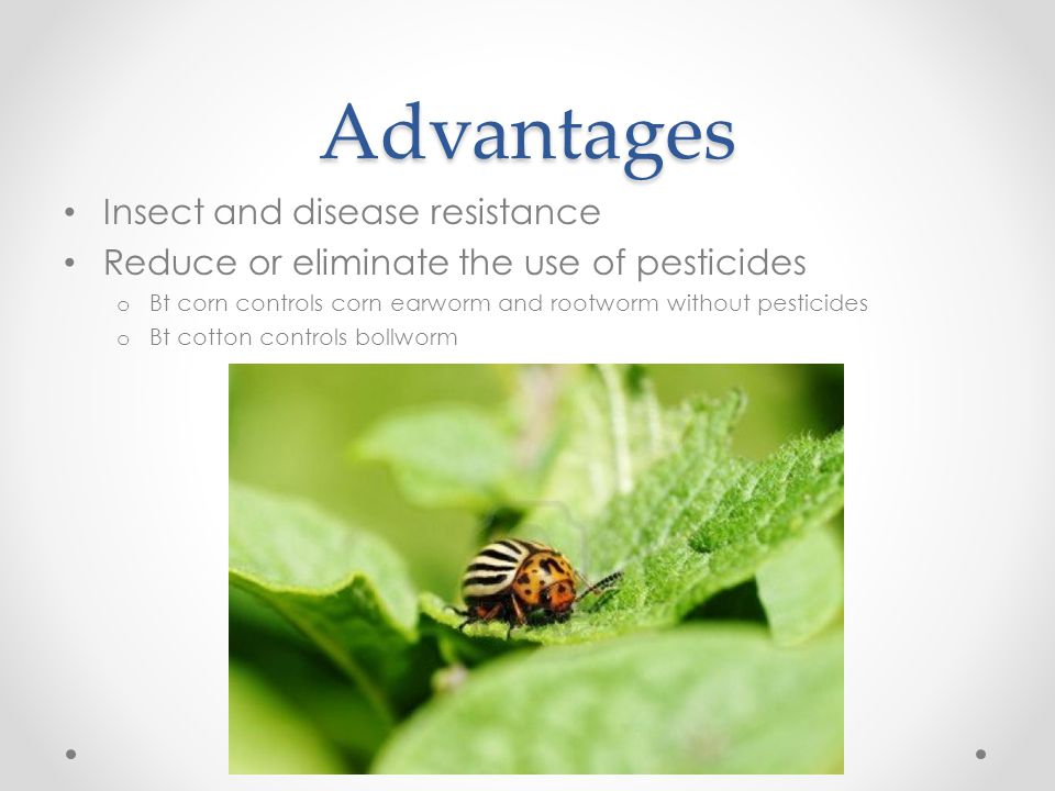 Advantages Insect and disease resistance Reduce or eliminate the use of pesticides o Bt corn controls corn earworm and rootworm without pesticides o Bt cotton controls bollworm