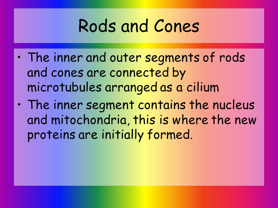 rodsandcones,icecreamcones rods and cones the inner and outer segments of rods and