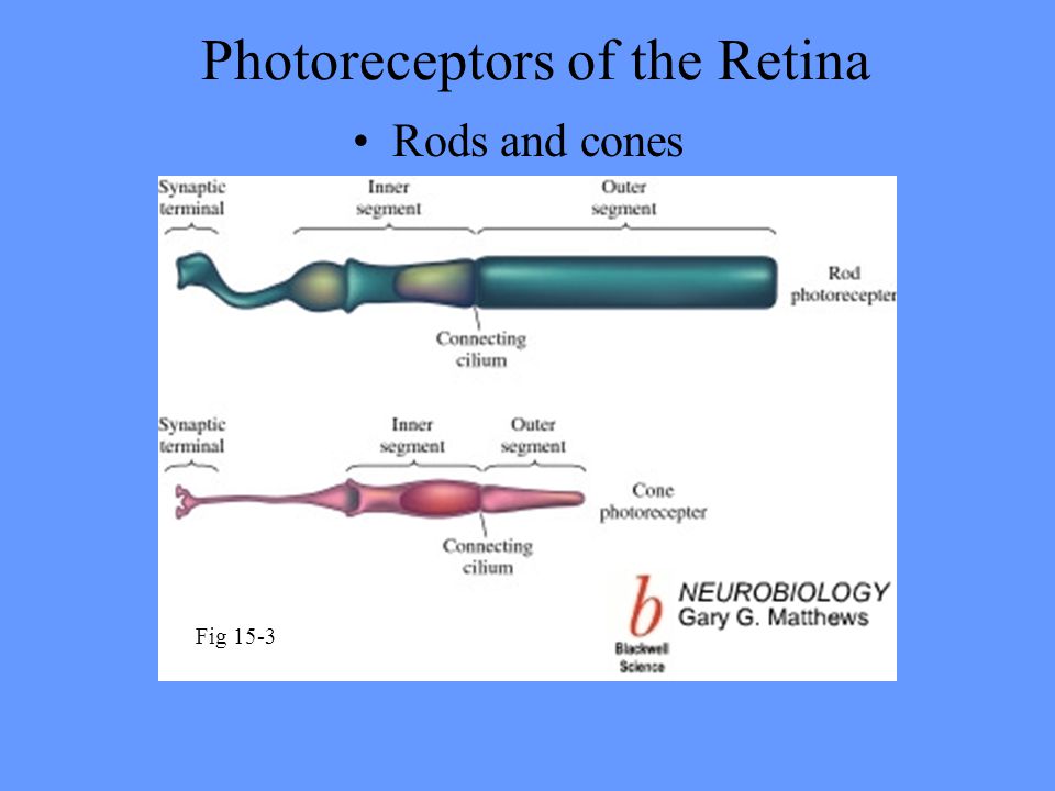 rodsandcones,icecreamcones and transduced at the retina by photoreceptors (rods and cones)