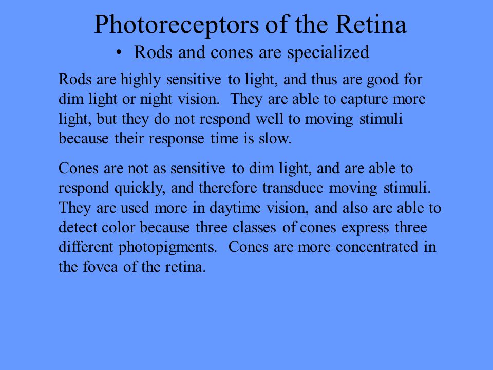 rodsandcones,icecreamcones and transduced at the retina by photoreceptors (rods and cones)