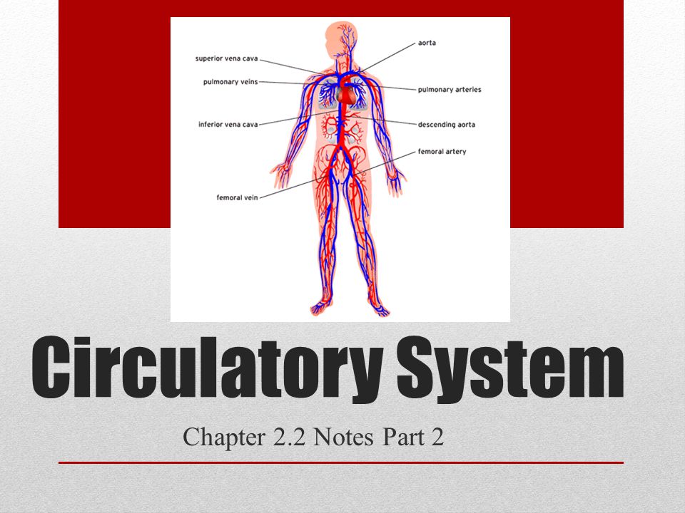 Circulatory System Chapter 2.2 Notes Part 2
