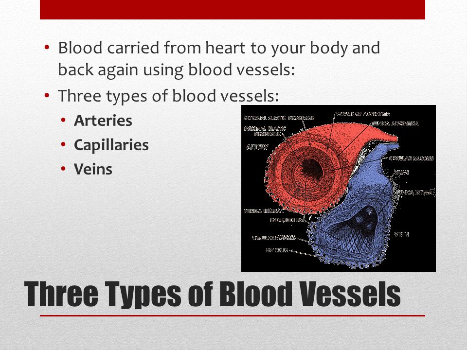 Three Types of Blood Vessels Blood carried from heart to your body and back again using blood vessels: Three types of blood vessels: Arteries Capillaries Veins