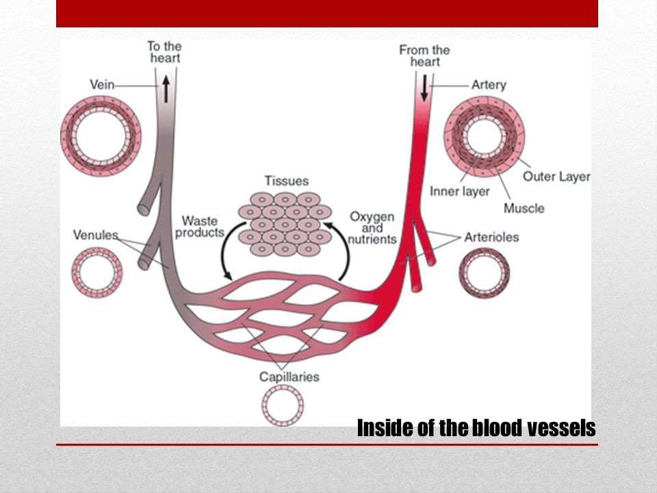 Inside of the blood vessels