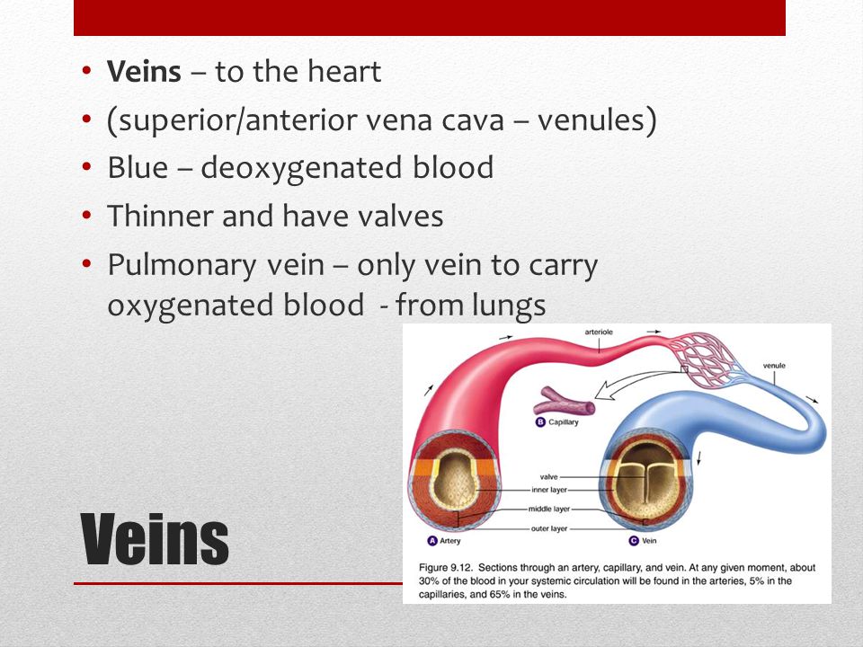 Veins Veins – to the heart (superior/anterior vena cava – venules) Blue – deoxygenated blood Thinner and have valves Pulmonary vein – only vein to carry oxygenated blood - from lungs