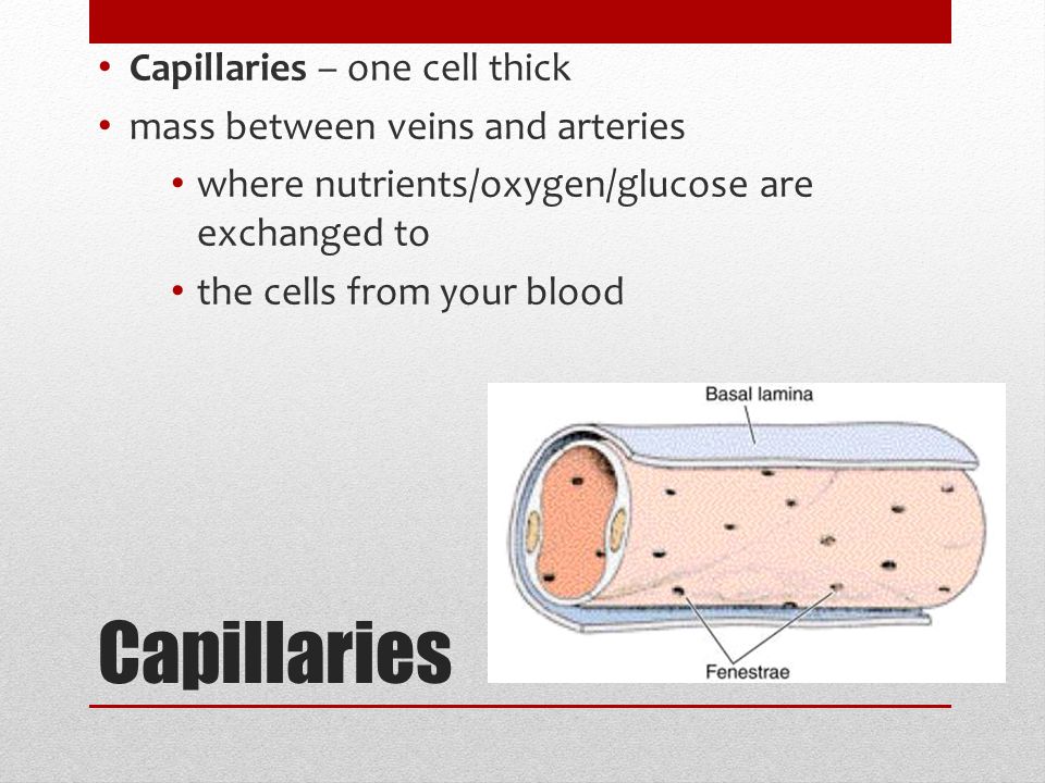 Capillaries Capillaries – one cell thick mass between veins and arteries where nutrients/oxygen/glucose are exchanged to the cells from your blood