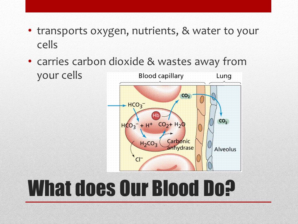 What does Our Blood Do.