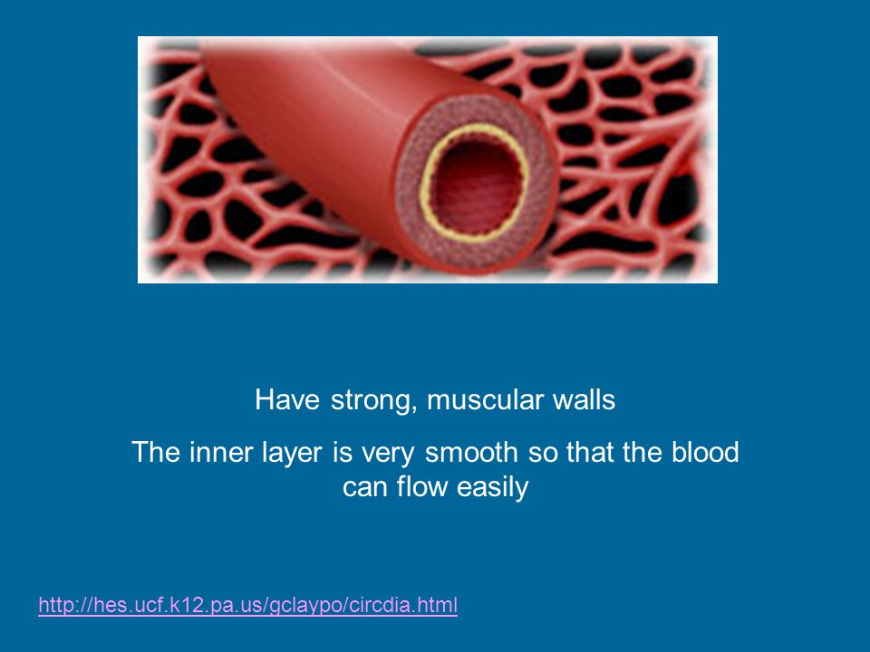 Have strong, muscular walls The inner layer is very smooth so that the blood can flow easily