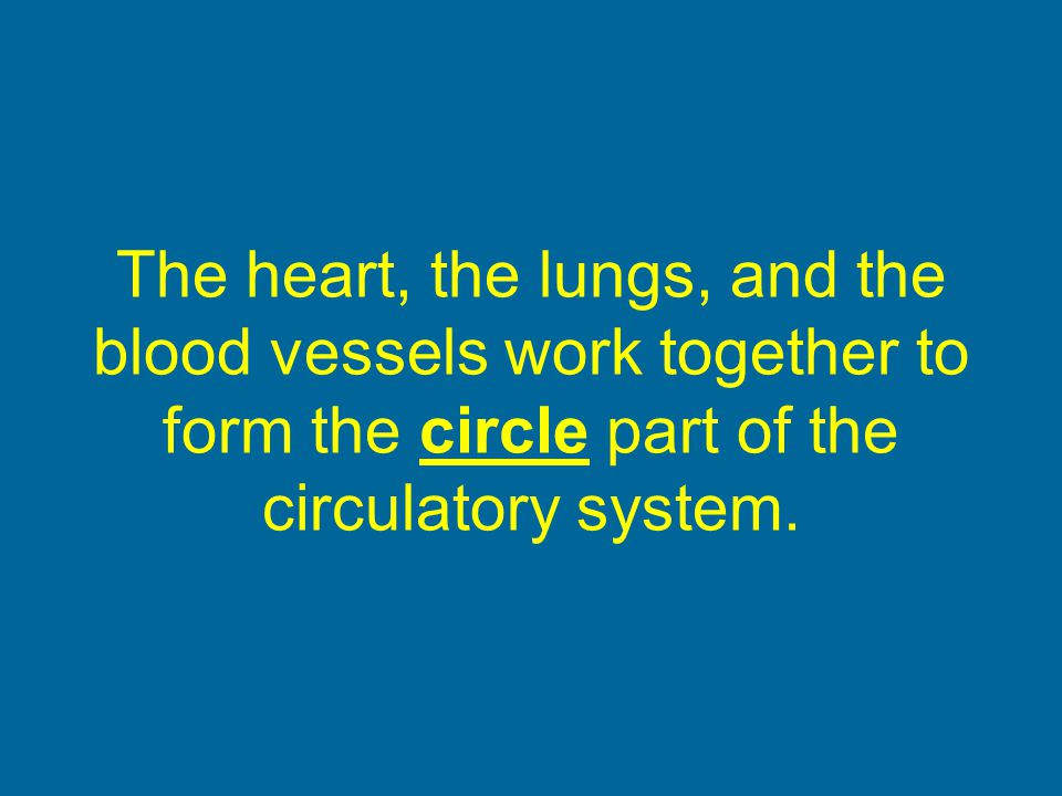 The heart, the lungs, and the blood vessels work together to form the circle part of the circulatory system.