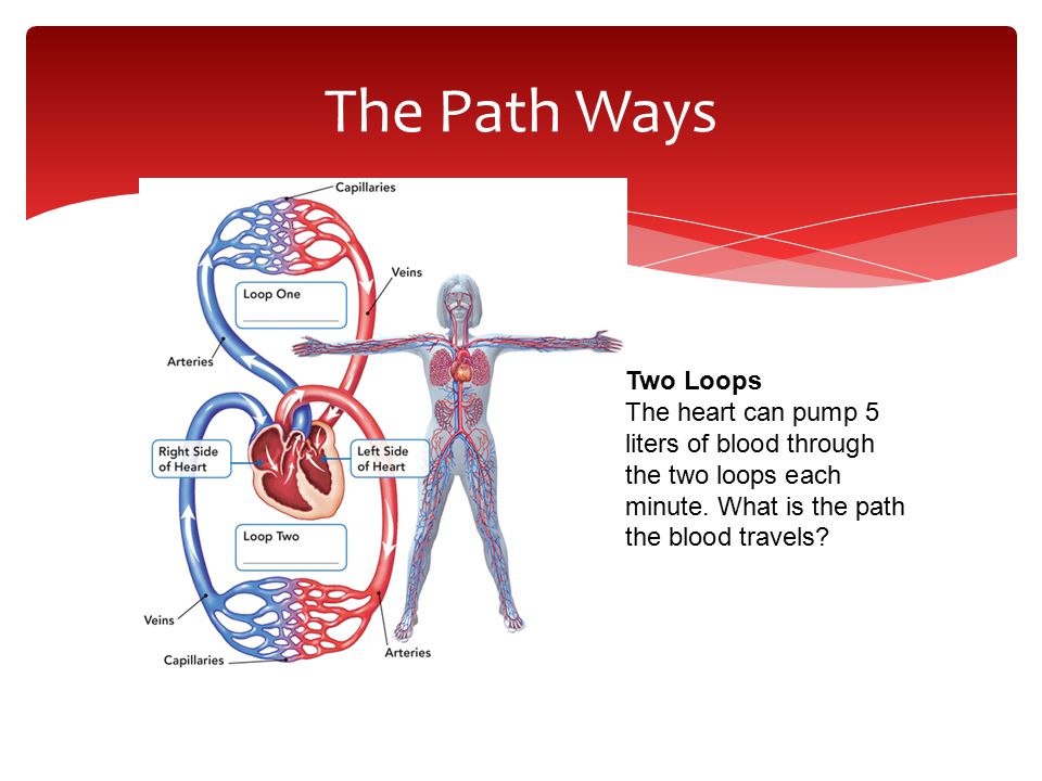 The Path Ways Two Loops The heart can pump 5 liters of blood through the two loops each minute.