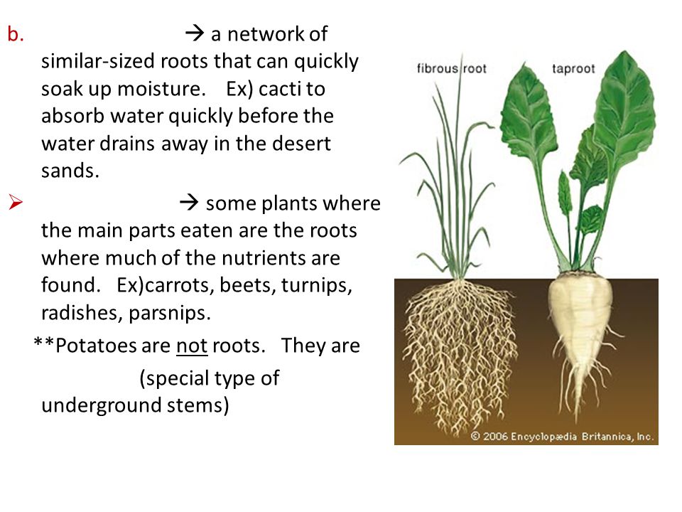 b.  a network of similar-sized roots that can quickly soak up moisture.