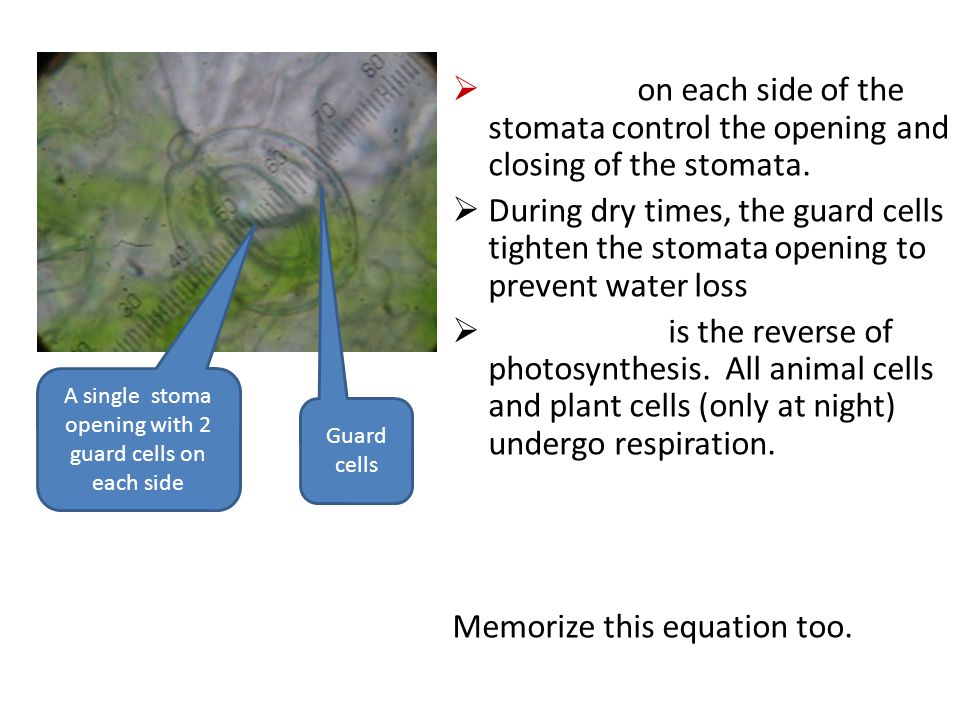  on each side of the stomata control the opening and closing of the stomata.